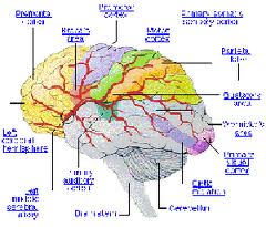 Obat Herbal Tumor Otak